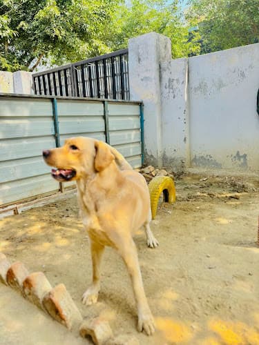 Pups Cubs (Pets Boarding Centre)