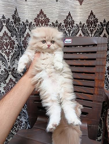 Mannat Cat Delhi-NCR