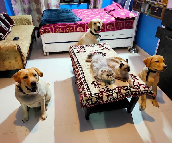 MS Dog Training and boarding house