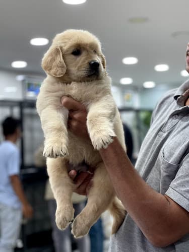 Ammu's Pets & Kennels