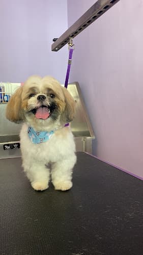 The Purple Pawlor - Pet Grooming Salon