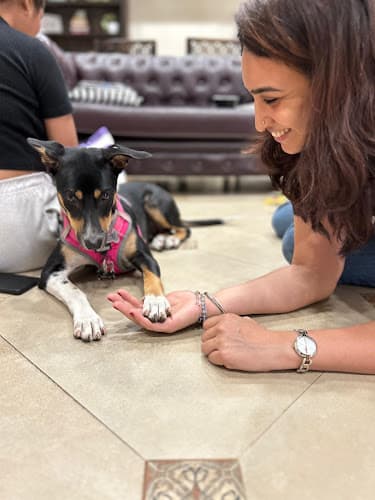 Furry Cuddles World- Dog Training and Home Boarding