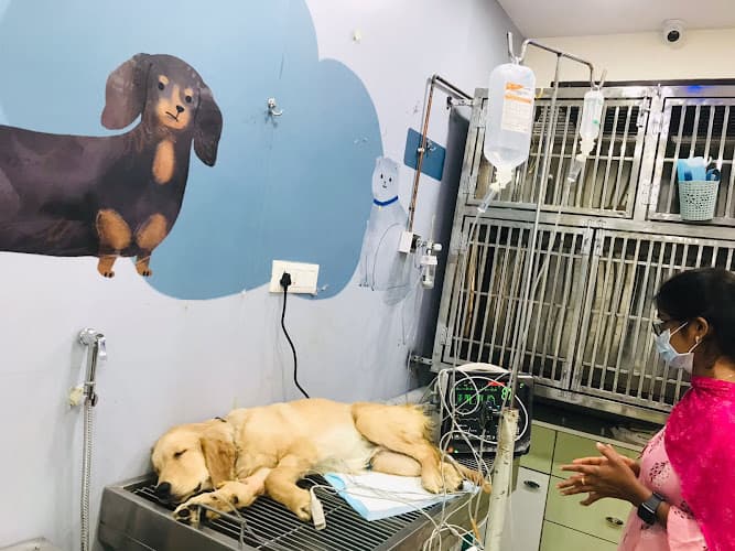 Pet's Care Super Specialty Hospital - Jubilee Hills