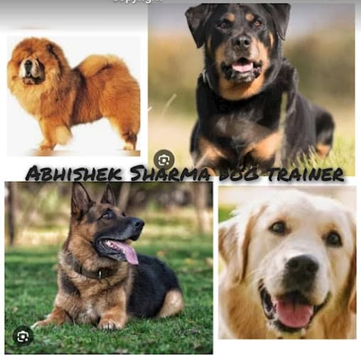 Abhishek Sharma Dog Training Center