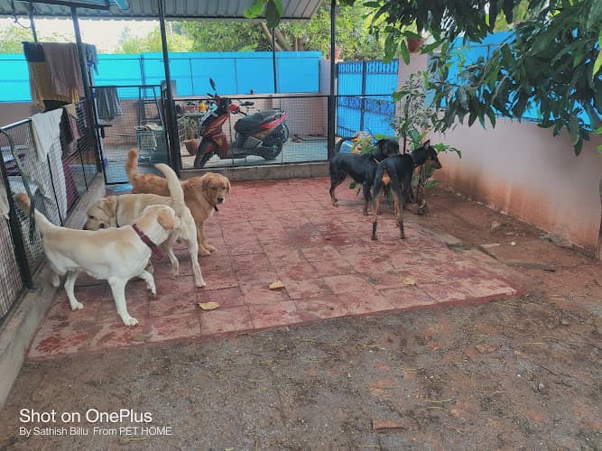 Pet Home (Regd) Best Homestay Boarding and Daycare in Bangalore