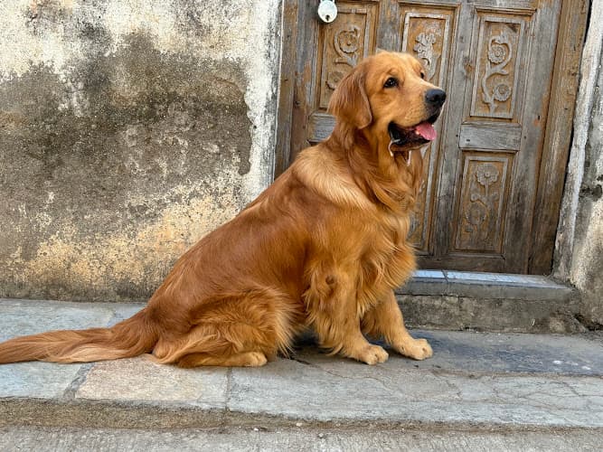 Sagar Kennels : Shihtzu, Golden Retriever, Toy Poodle , German Shepherd, Labrador Retriever Puppies