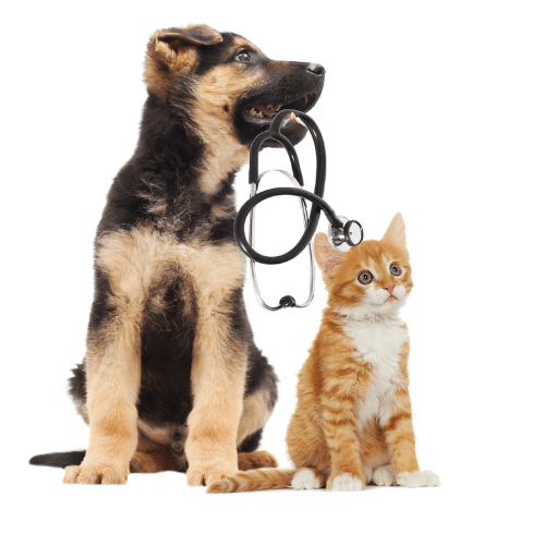 Vet Land Pet Clinic & Surgery Centre