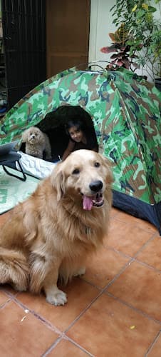 Jazzy's Pet Care - Home boarding for your darling dogs