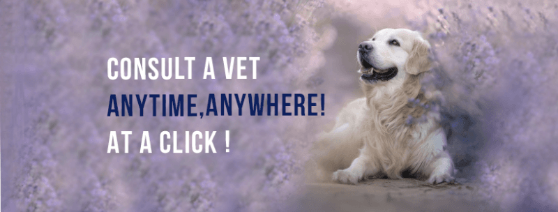 DrPET Online veterinary consultations for Pets, Animals, avian and exotic pets