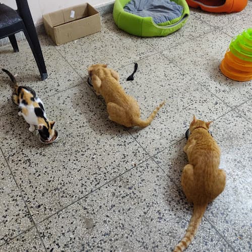 THE WET NOSE (Cat boarding)