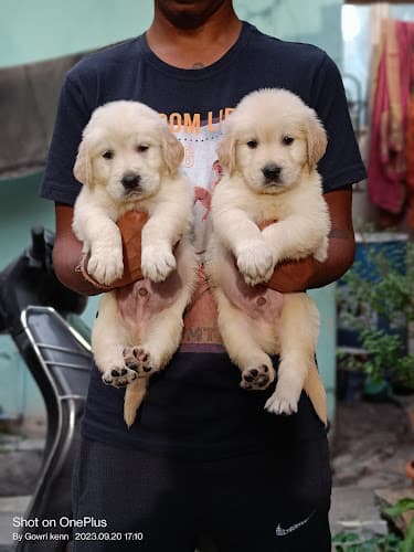 Gowri pets day care center