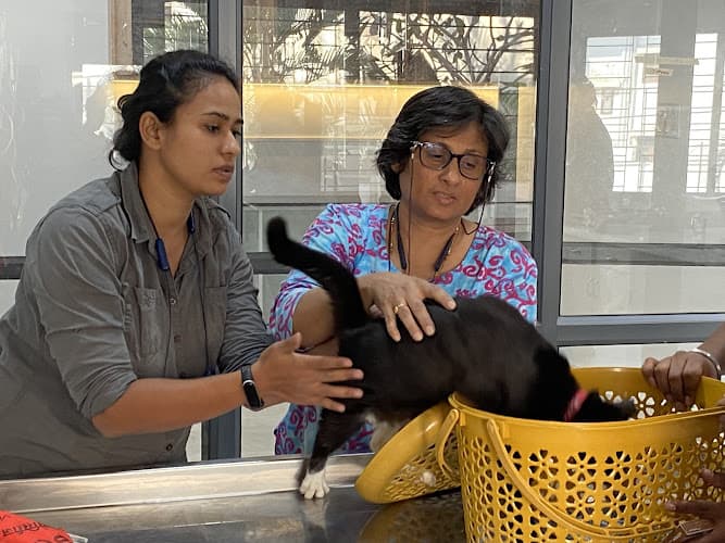 Petcetera Cat Hostel