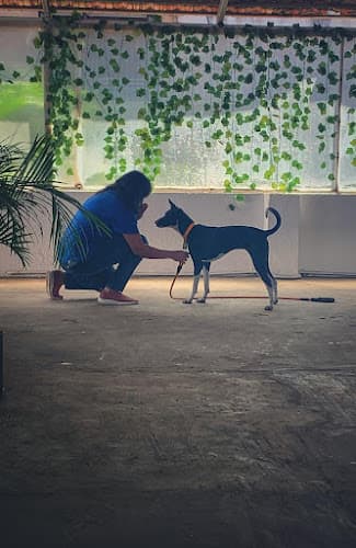 TailSpin - Canine Trainer and Behaviourist