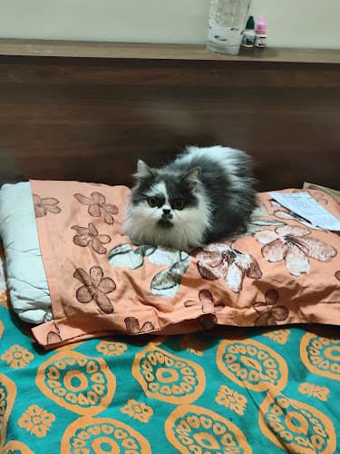 Catty foster care (Cattery) CAT CAFE