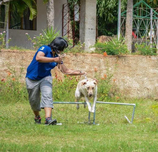 Confident Dogs - Canine behaviourist & pet dog trainer