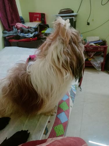 Kolkata pet lovers creche