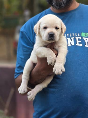 Golden Wing’s Kennel, Bangalore