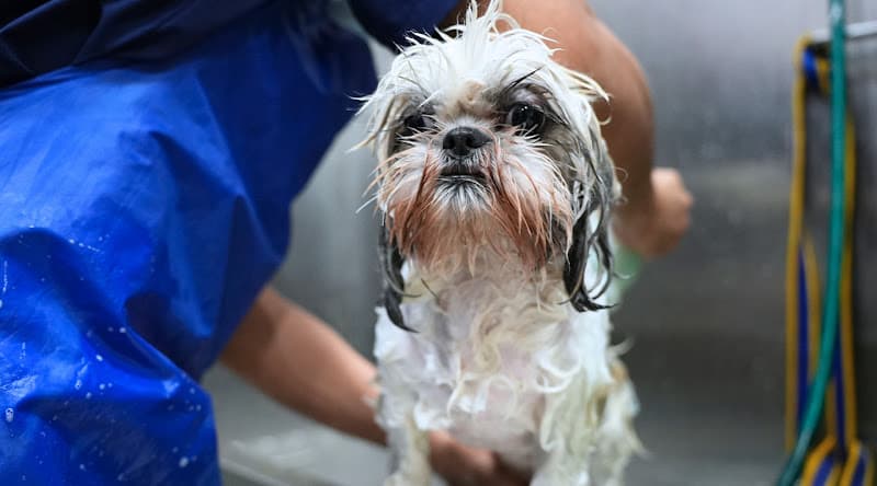 Vetic Pet Clinic Domlur