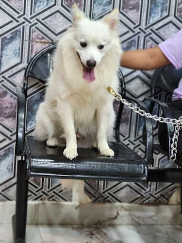 Nails n Tails pet grooming parlour