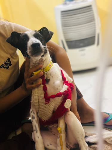 Healthy k9- Certified dog trainer , home vet x ray