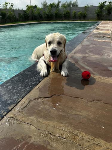 Becky's Bow Wow House