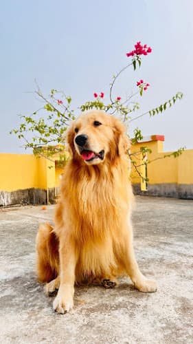 Velvet Foster Home - Pet Creche