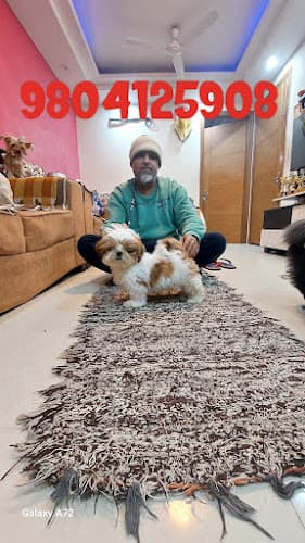 Kolkata Shihtzu puppy