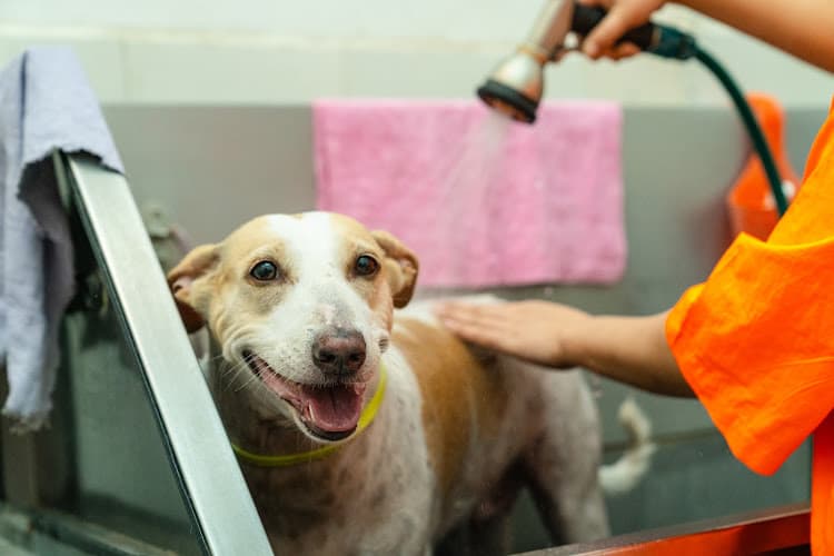 Heads Up For Tails Pet Store & Spa - Anna Nagar, Chennai