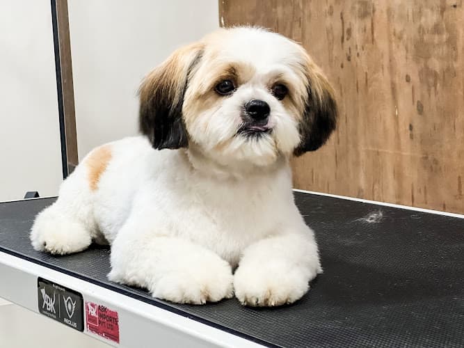 Pets Forever Bengaluru - Pets-Grooming and Spa and pet clinic