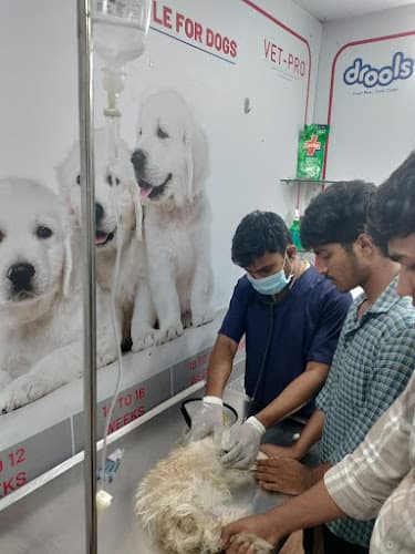 Healing paws Animal clinic