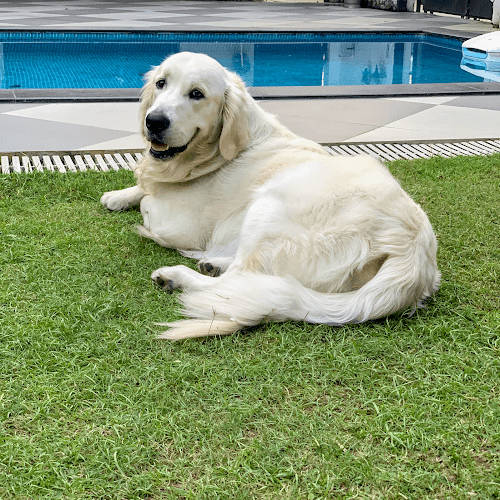 Janhavi Kamani - Dog Trainer & Behaviourist