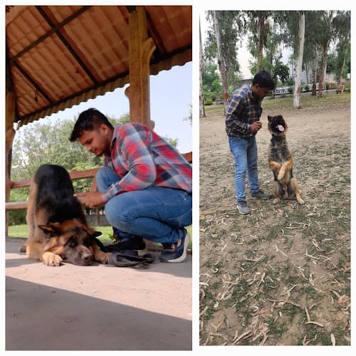 Viresh dog trainer