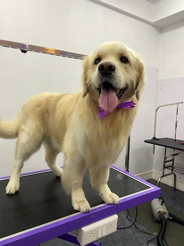 Furry&Guy - Clinic | Pet Store & The Dog Salon