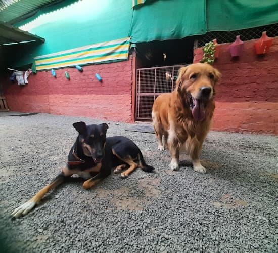 UNLEASH - The Dog Town, Pet Resort & Adventures