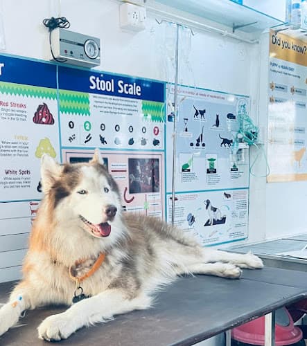 Dr Pet Clinic Viman Nagar