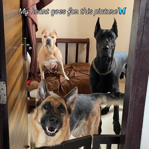 CANDY PET HOME BOARDING SERVICES