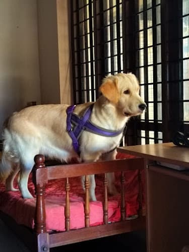 Ammu's Pet Hostel/Boarding