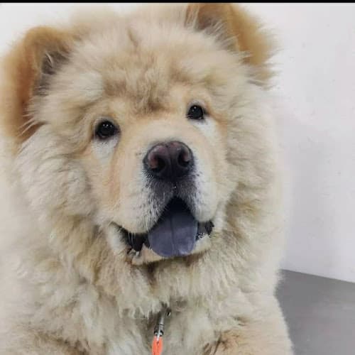 Rana Pet clinic and Pet shopee