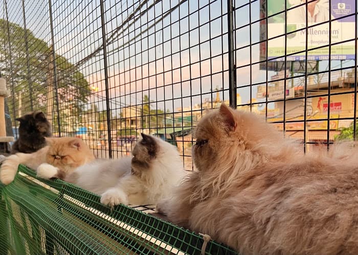 Heroics Exotic Cattery-Buy Persian kittens Himalayan,Mainecoon,Scottish Fold, British shorthair kittens for sale in Bangalore