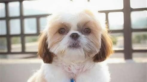 Doggy and cat care clinics