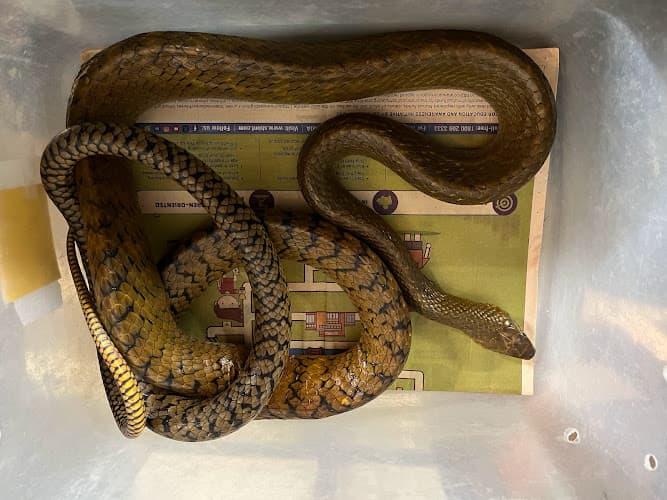 Snake catching services available