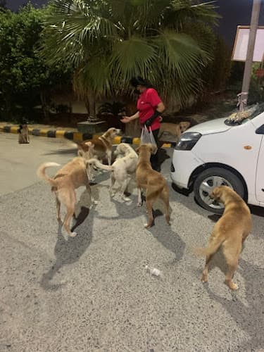 Happy Home Cat And Dog boarding Uma Chawla
