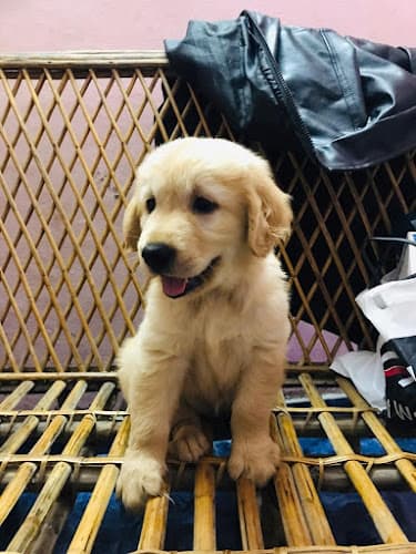 Cochin Golden Retrievers