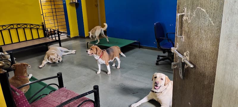 Crazy Paws Pet Resort