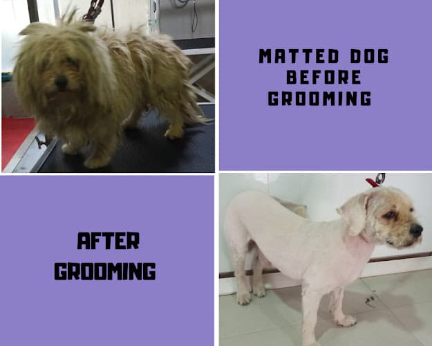 Cessna Lifeline Veterinary Hospital - Domlur