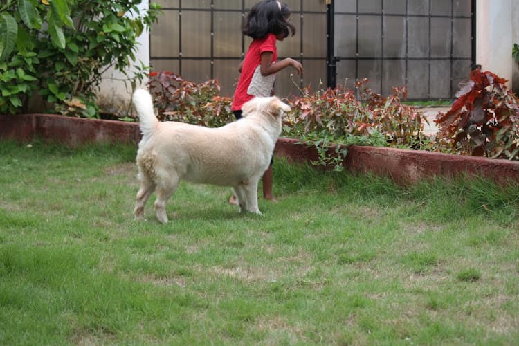 Ginger's Pet Stay: Dog Boarding, Dog Kennel & Dog DayCare