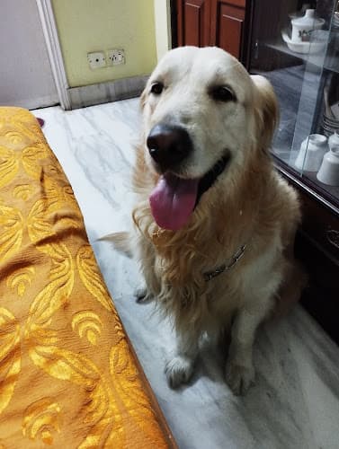 Rajasree's Dog Creche.