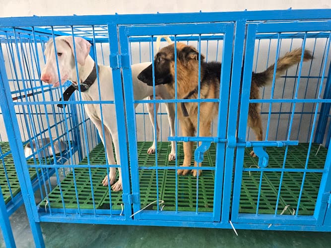 Petancia Pet Care - Chennai Boarding & Daycare for Dog & Cat