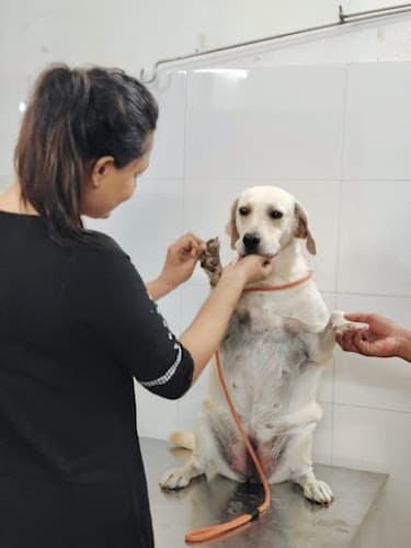 Sara's Birds & Exotic Animal Hospital