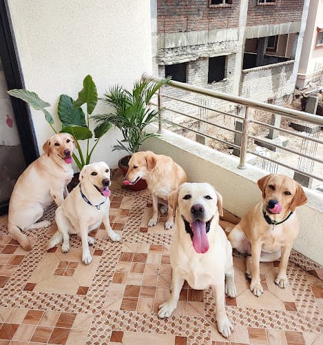 The Furry Town | Pet Home Stay